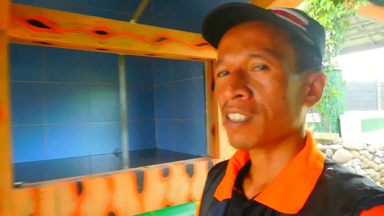 BURUNG MERPATI KIPAS DI WISATA BUKEN DESA BANJARSARI KULON SUMBANG#MerpatikuSokaraja