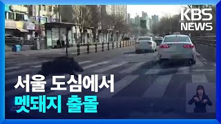 서울 도심서 멧돼지 출몰…살충제 폭발 4명 화상 / K…