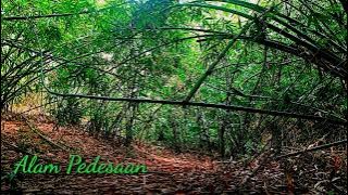Suara Relaksasi Hutan Bambu Dan Suara Burung Liar