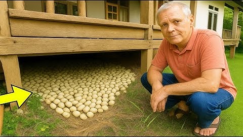 Man Finds Hundreds Of Eggs Under His Porch