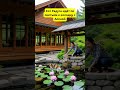 Встреча кота и человека вода не помеха