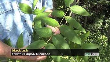 Trees with Don Leopold - black ash