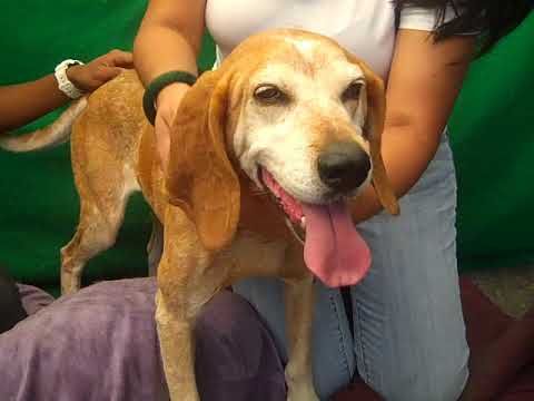 pointers synonym RETURNED TO OWNER! A5097052 Cassandra | Basset Hound/Pointer