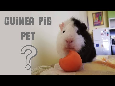 Видео: Колко струват гвинейски свинчета?