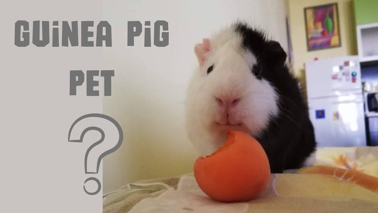 Как да се грижим за морско свинче / How to take care of guinea pig