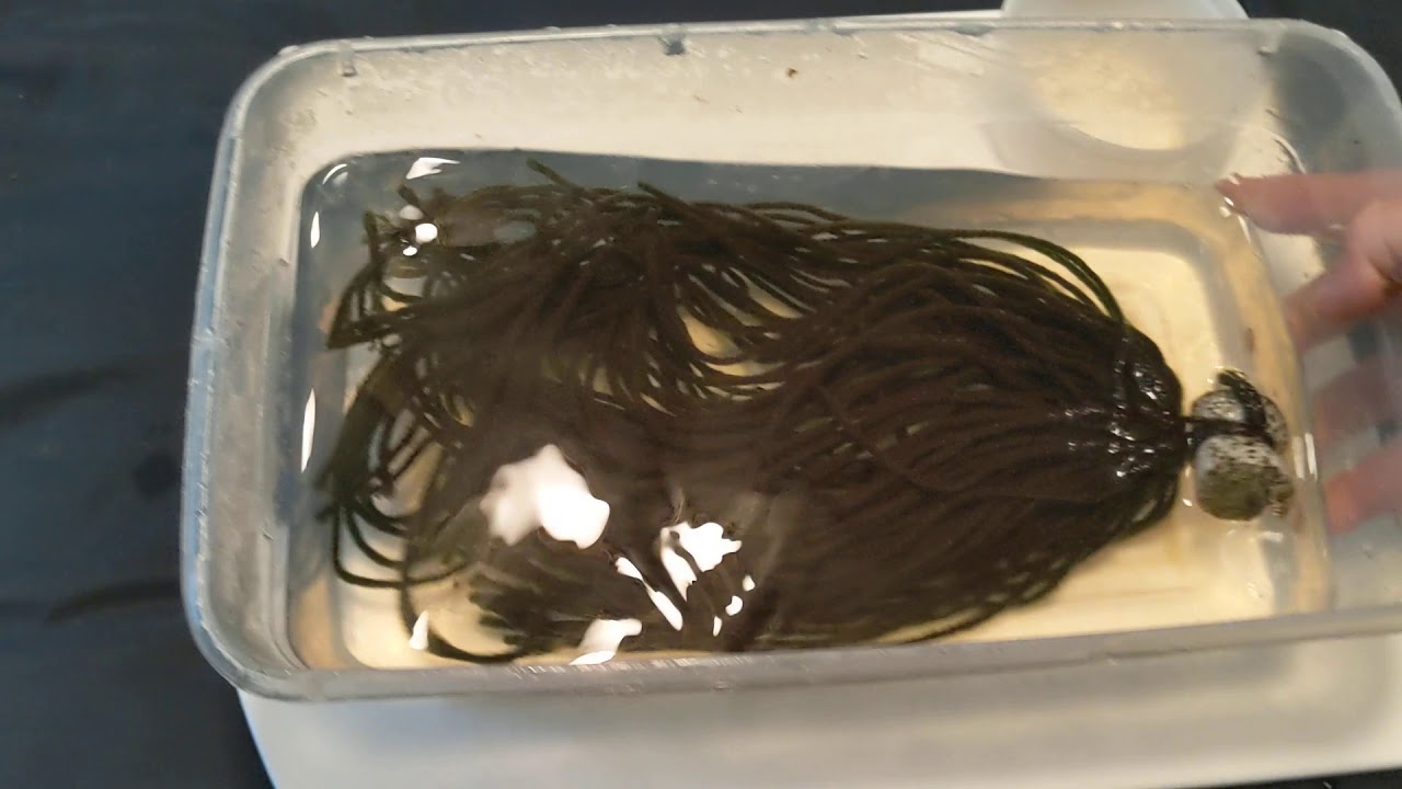 Pteronotropis breeding