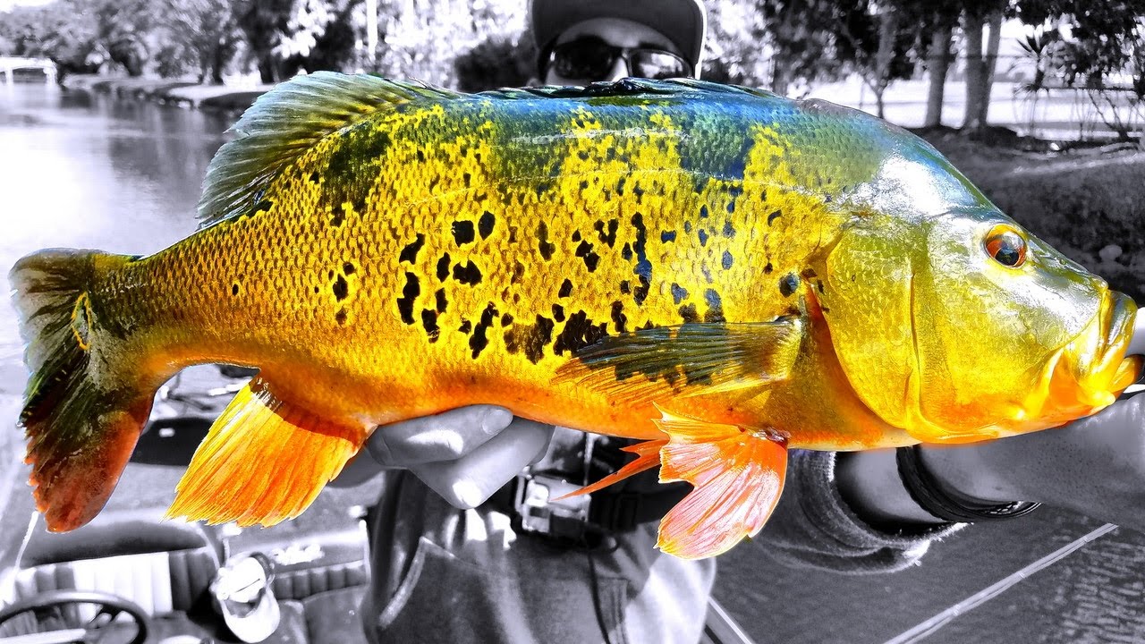 Miami Falls Canal System -#1 Best Miami Florida Peacock Bass