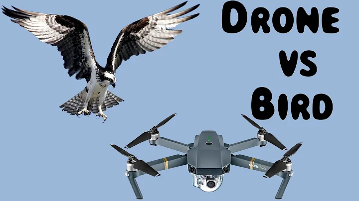 BIRDS VS DRONES- Bird Attacks