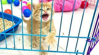 Adopted kitten tries to escape from the cage and calls for help