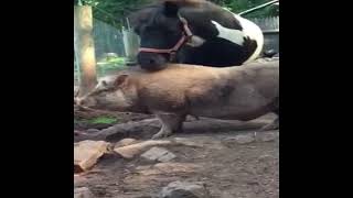 Crazy! Horse meeting with a Pig and playing success
