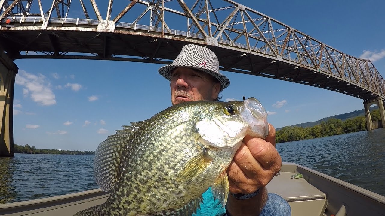 Multi-Species Fishing On The Tennessee River - YouTube