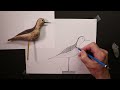 Drawing a Carved Shore Bird Using Pencils - with Chris Petri