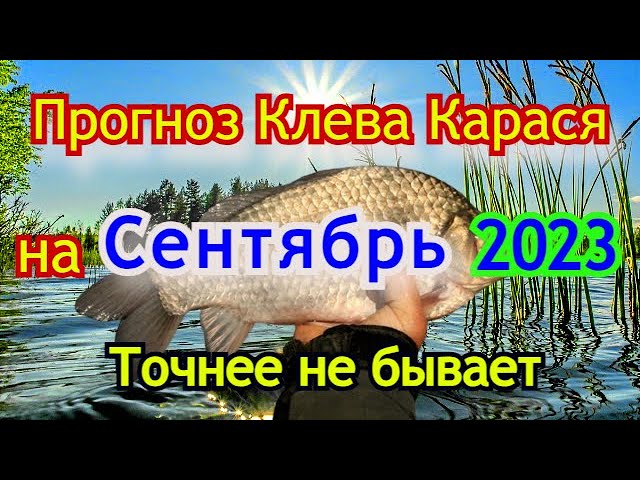 Где поймать клевого карася сегодня?