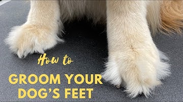 How to Trim Golden Retriever Paws