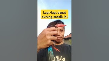 dapat burung cantik ini dan di rilis kembali #videoshort #birds