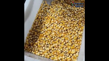 RealTech Mini32 for Corn Sorting #wheatcolorsortermachine #farming #machine