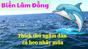 Khoảnh khắc diệu kỳ : Hàng chục cá heo tung tăng bơi lội ở vùng biển Lâm Đồng. #lamdong #tintuc