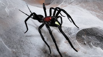 Feeding some Funnel & Curtain Web Spiders 10 | Harmonicon, Gigathele, Macrothele, Linothele