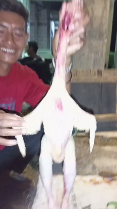 ayam gundul