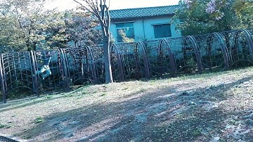 brachiation run 2016