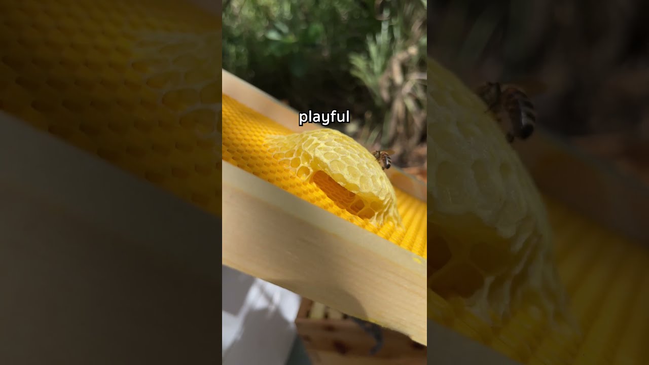 They Love Making Playgrounds Shorts Beekeeping Honeybee Honeybees Beekeeper Honeycomb