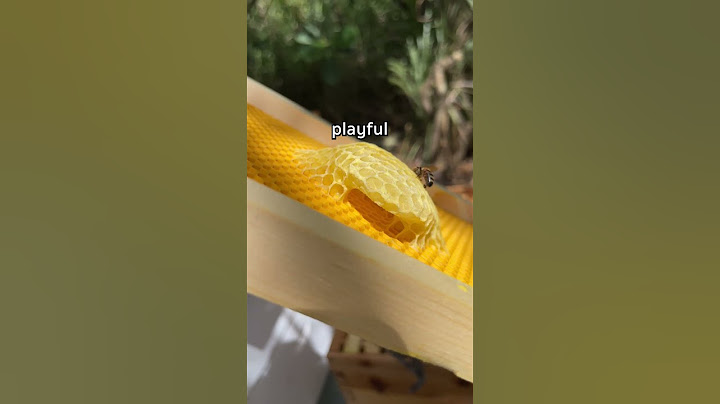 They love making playgrounds #shorts #beekeeping #honeybee #honeybees #beekeeper #honeycomb