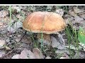 Белые грибы начала июня 2019
