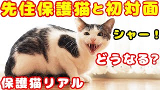 【子猫 保護】先住保護猫たちと保護子猫の初対面 野良猫保護のリアル