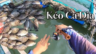 Câu Cá Dìa Bông Cá Chạy Kéo Xệ Nách | Câu Cá Biển Vũng Tàu ✅ #fishing #ikada #câucábiển