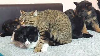 German shepherd puppies watching kitten kissing by force