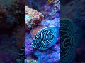Beautiful blue fish # Schöner blauer Fisch#