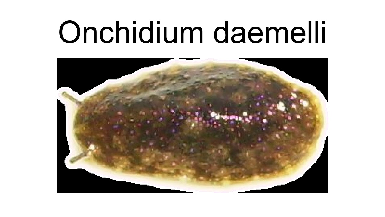 Onchidium Daemelli