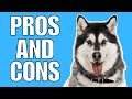 Siberian Husky Pros And Cons | The Good AND The Bad!! の動画、YouTube動画。