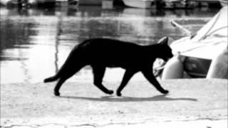 Miniatura de "Pasărea Colibri - Pisica neagră"