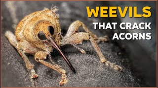 This Weevil's  Nose is a DRILLING MACHINE | Nature Nuggets