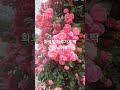 2024년 1월 23일#추워요감기조심~the rose#park