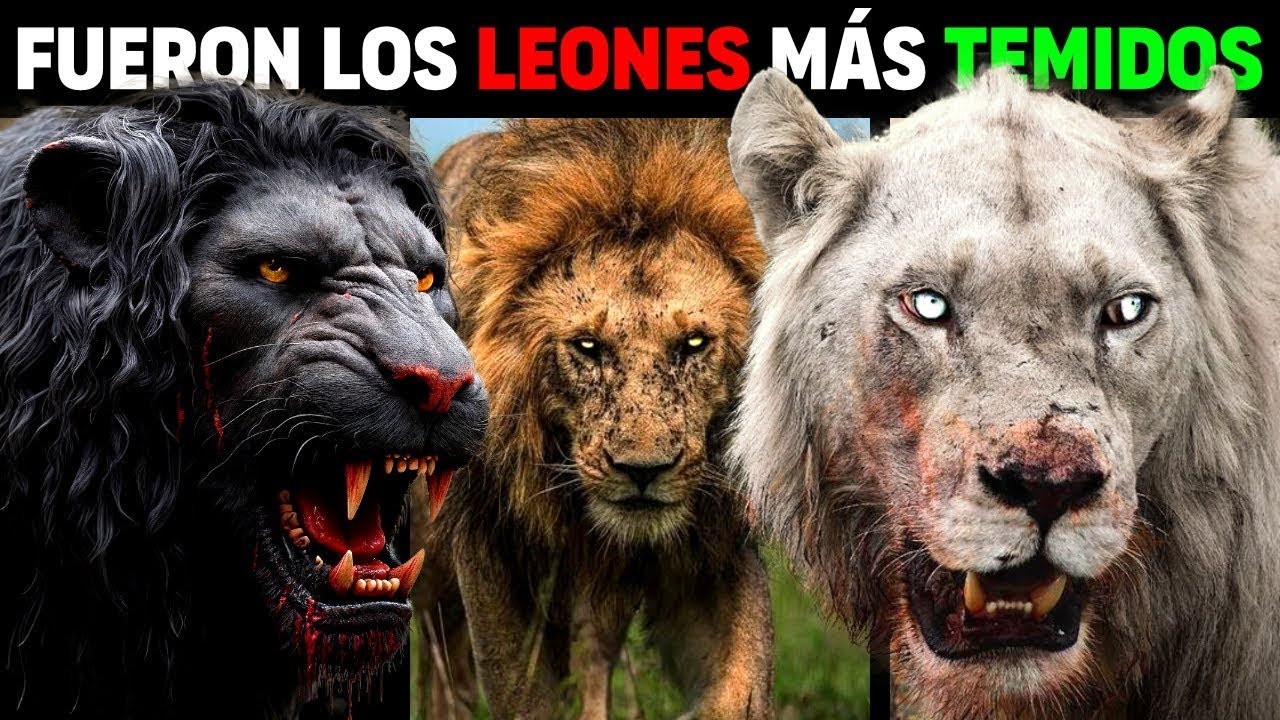 León - 6 Especies de LEONES EXTINTOS más PODEROSOS