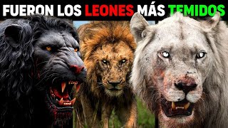 León - 6 Especies de LEONES EXTINTOS más PODEROSOS