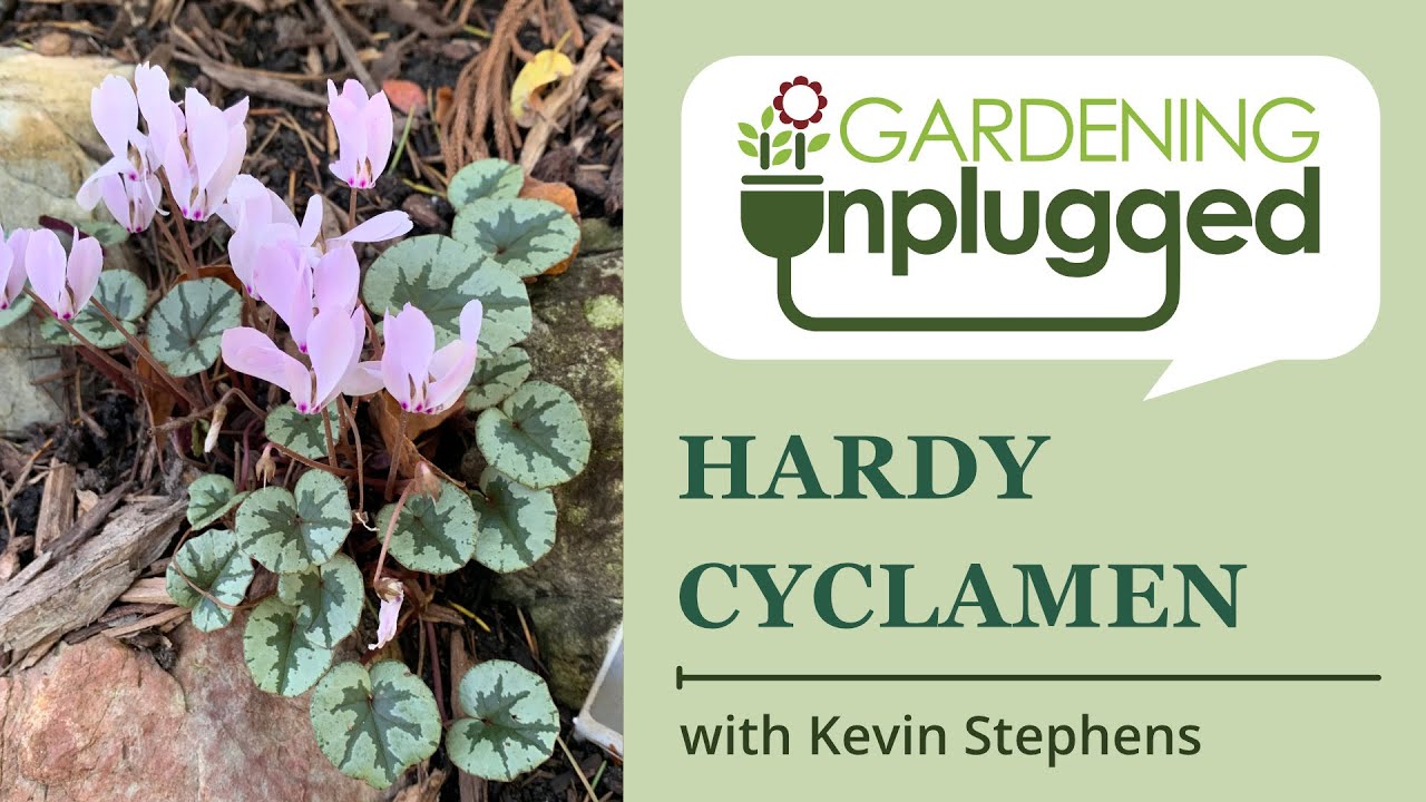 Gardening Unplugged - Hardy Cyclamen with Kevin Stephens