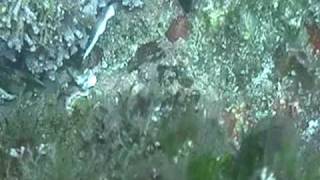 buceo5 tomas del Eder