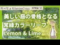 リガストラム レモン＆ライムは葉の美しい常緑低木です【庭植物編-50】