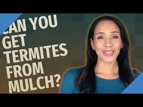Video: Trækker mulch termitter til?