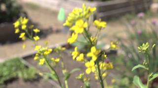 The Garden Minute: When Your Plant Goes to Seed Bolting
