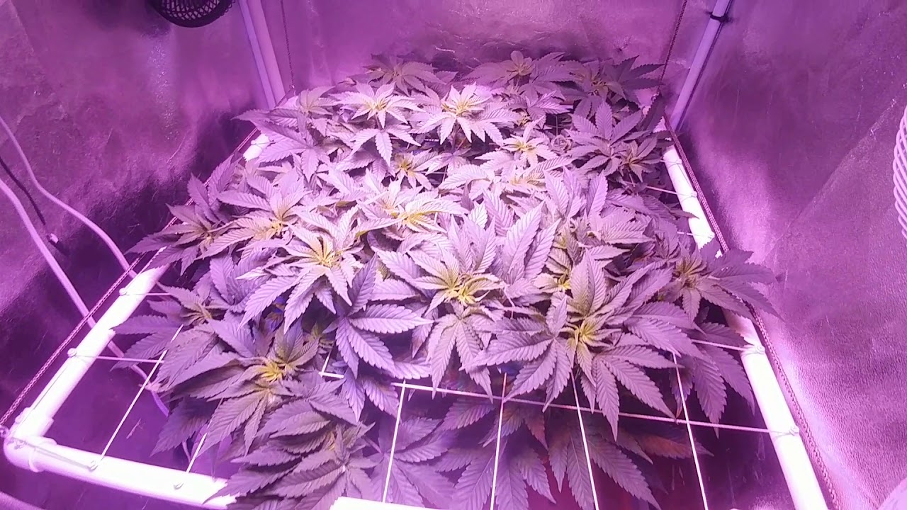 Patsfan420 Mail Call.!!!. Garden Update!!!