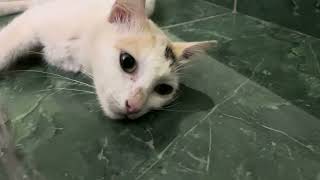 sad cat video #cutecat #catsound #youtubetrending by Vishvasichalum illenkilum 14 views 3 weeks ago 11 seconds
