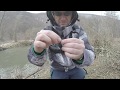 Pecanje Klena ( Bolognese Fishing Chubs ) Reka Jerma,Daiwa,Shimano.