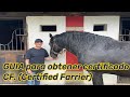 GUIA para obtener certificado CF. (Certified Farrier) de la AFA (American Farrier&#39;s Association)