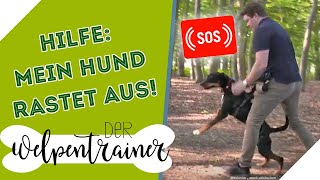 Ausrasten bei Hundebegegnungen!  Was löst solch ein Verhalten aus? | Der Welpentrainer | sixx