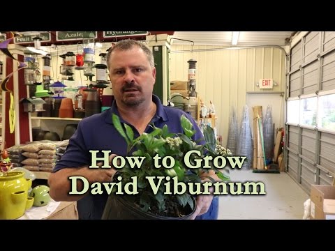 Video: David Viburnum-förökning: Ta hand om Viburnum Davidii i landskapet