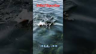 Байкальский хариус 🐟, один из видов семейства лососевых! Рыбалка🎣прибрежного обитателя данных вод.